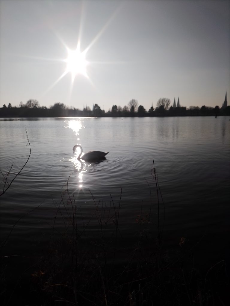 Ein wunderschöner Schwan im sommerlichen Sonnenschein auf der Lübecker Wakenitz. Kostenlos mit Quellenangabe nutzbar.
