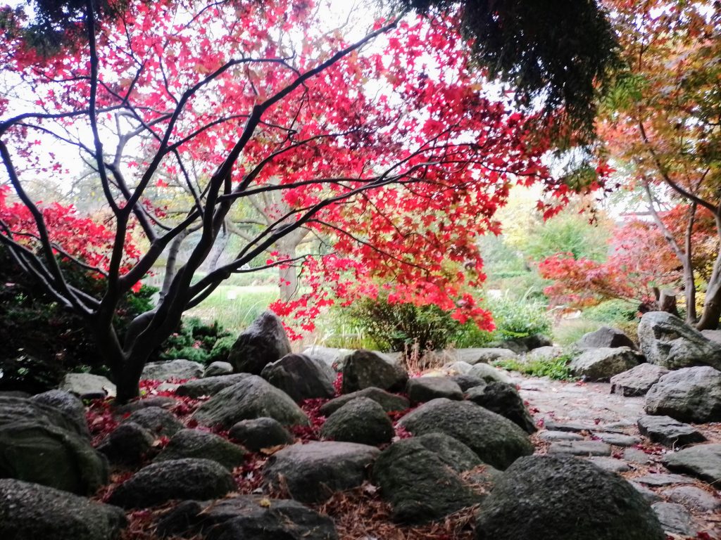 Herbstidylle mit Blick auf den japanischen Teil des Steingartens im Schulgarten Lübeck